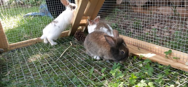 bunny2.jpeg bunny2.jpeg