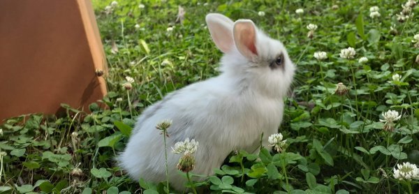 bunny3.jpeg