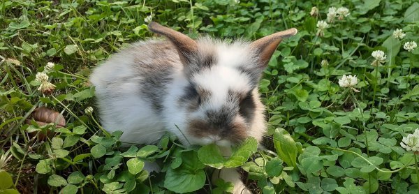 bunny5.jpeg