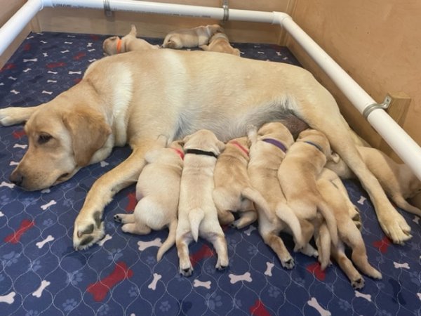 Indie puppies 22.jpg Indie puppies 22.jpg