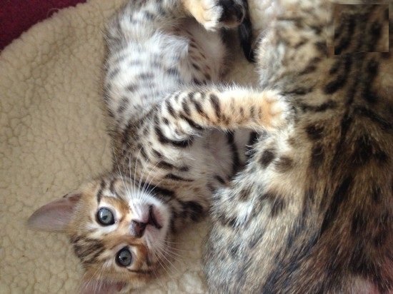 bengal-brown-spot-and-rosetted-kittens-3.jpg