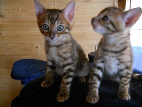 bengal-brown-spot-and-rosetted-kittens-001.jpg bengal-brown-spot-and-rosetted-kittens-001.jpg