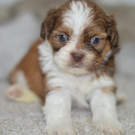 shih-tzu-puppy-picture-66358d94-057b-40b9-932a-a129332eba41.jpg