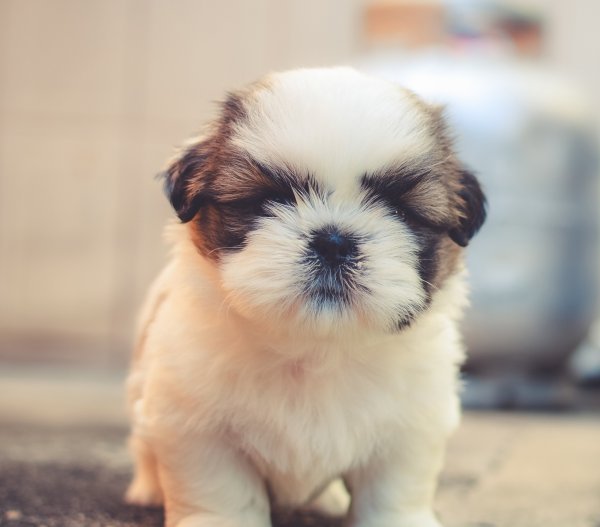 Shih-Tzu-Dog-Wallpaper-From-WallpaperHook.com-For-Free-HD-1.jpg