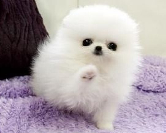 thumb-816x460-healthy_teacup_white_pomeranian_puppies_for_sale-1542534114-563-e.jpg
