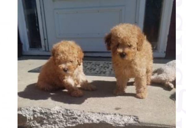 puppy 1.jpg