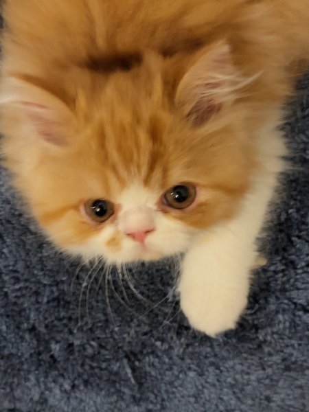 teddy 2.jpg teddy 2.jpg