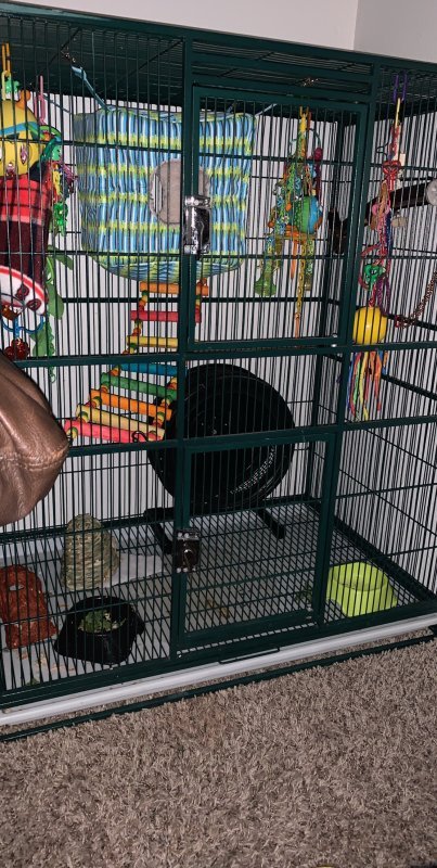 Sugar Glider Pair For Sale in Midland, Texas