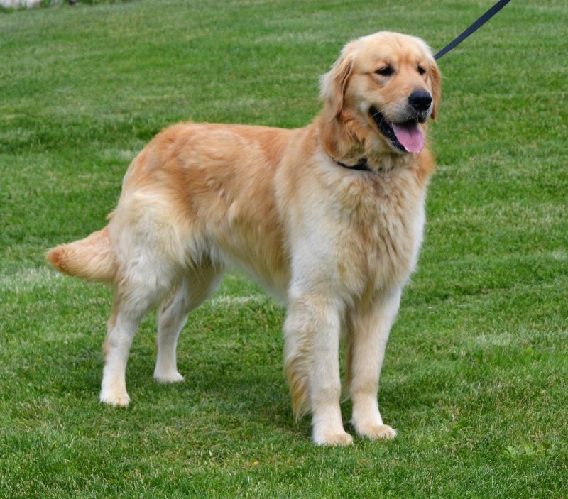 Cody1.JPG