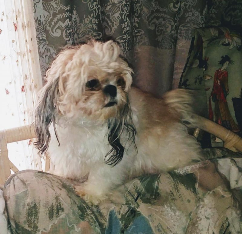 Paisley Pregnant-2019.jpg