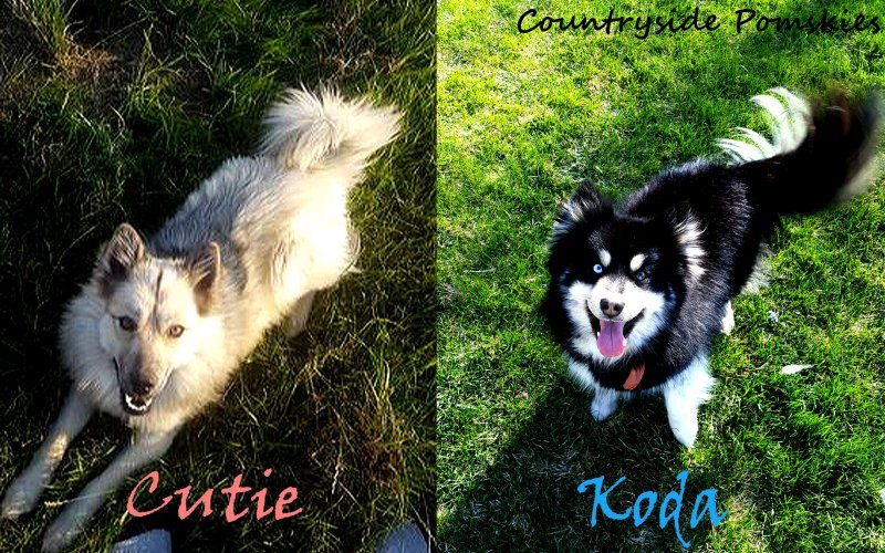 00 Cutie-&-Koda.jpg 00 Cutie-&-Koda.jpg