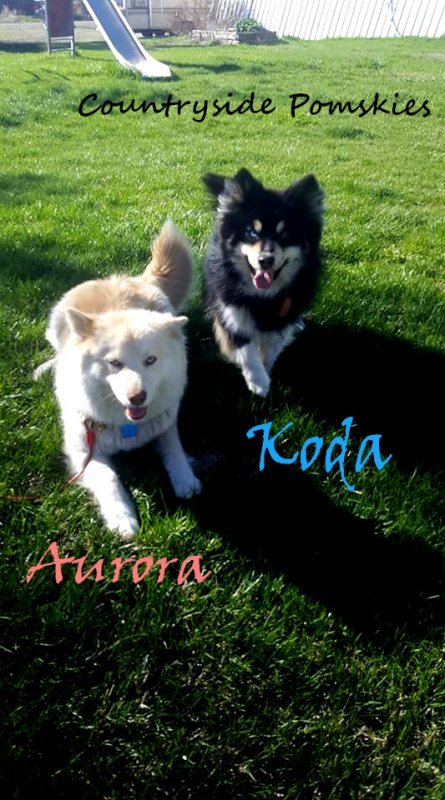 05 Aurora-and-Koda.jpg 05 Aurora-and-Koda.jpg