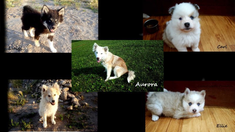 Puppy Group Shot.jpg Puppy Group Shot.jpg