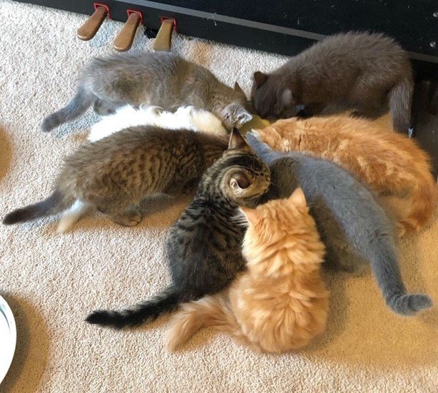 KITTENS 08.2019 (2).jpg