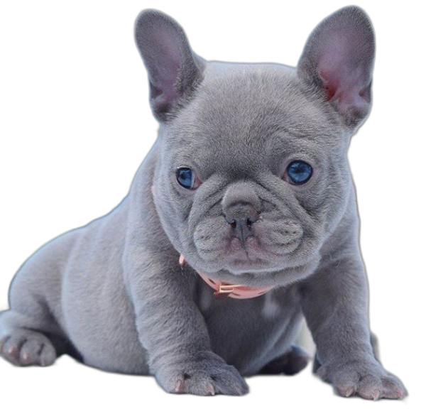 zyro-image.png
