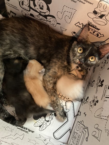 Bengal Calico Mix Kittens For Sale bengal-calico-mix-kittens-for-sale