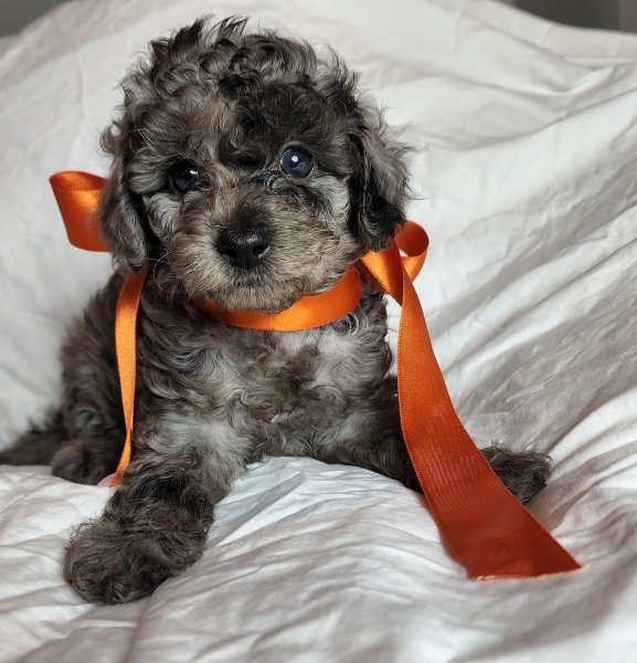 lucy - almost 6 weeks old.jpg