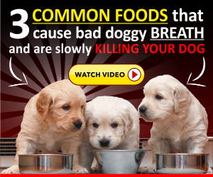 3dogbrethbanner4.png