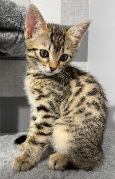 stunning-bengal-kitten-ready-now-60ad6140a85fa.jpg