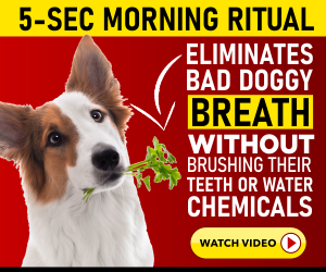 dogbthbanner1.png