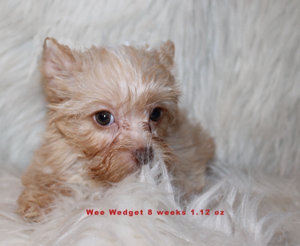 wee wedget 8 weeks 1.12 oz.jpg wee wedget 8 weeks 1.12 oz.jpg