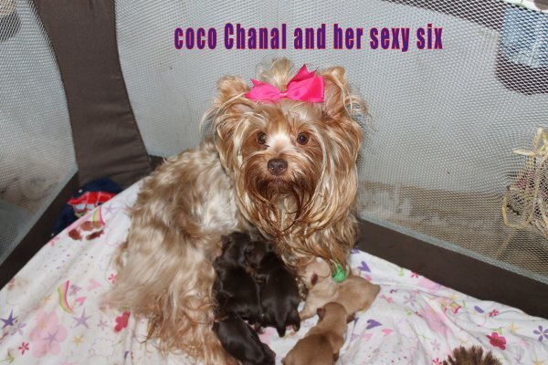 coco chanal and her sexy six.jpg