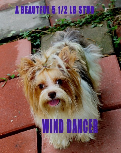 WIND DANCER OUT SIDE.jpg