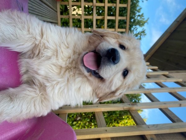 fluffy-and-gorgeous-611794e6c98f0.jpg fluffy-and-gorgeous-611794e6c98f0.jpg