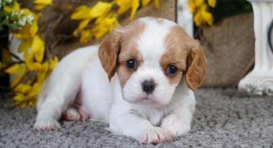 CAVALIER KING CHARLES SPANIEL .....jpg CAVALIER KING CHARLES SPANIEL .....jpg