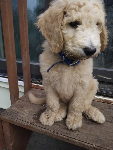 Blue 8 weeks.jpg