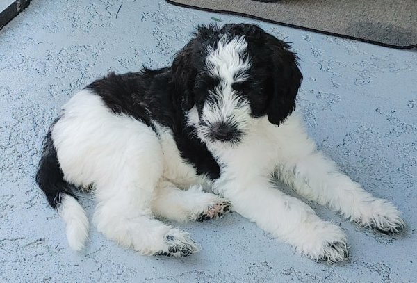 Snoopy-female.jpg