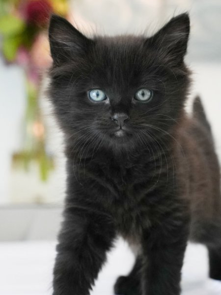 Bellatrix 1.jpg