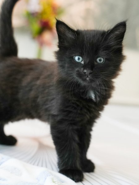 Sirius 1.jpg