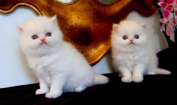 white persian.jpg white persian.jpg