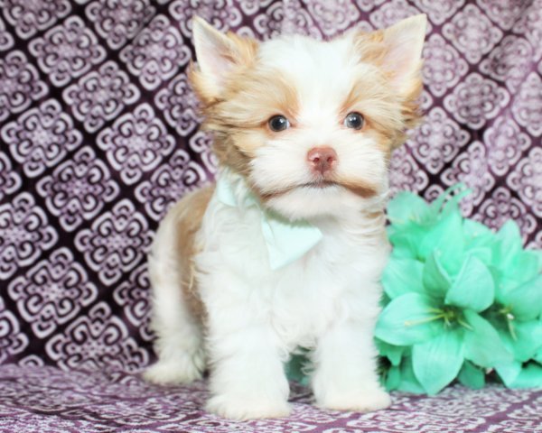 Samuel 8 wks (11).JPG