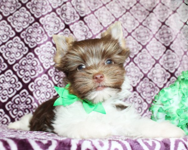 Trenton 8 wks (23).JPG