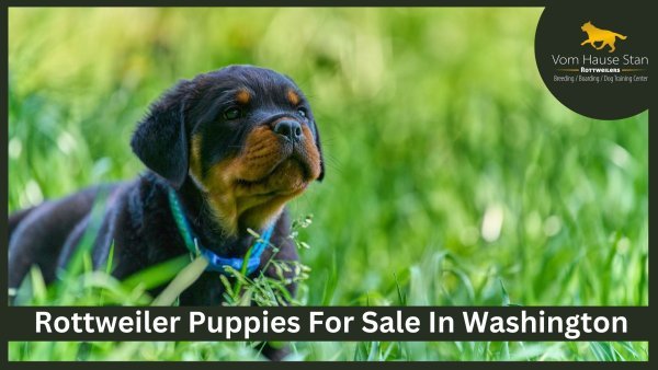 Rottweiler Puppies For Sale In Washington.jpg