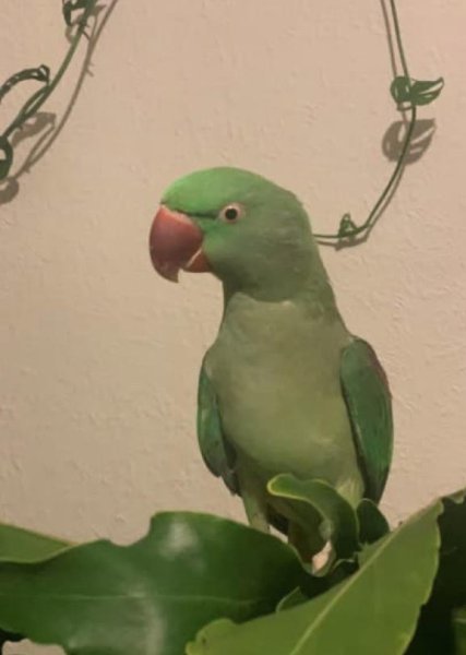 PARAKEET.jpg
