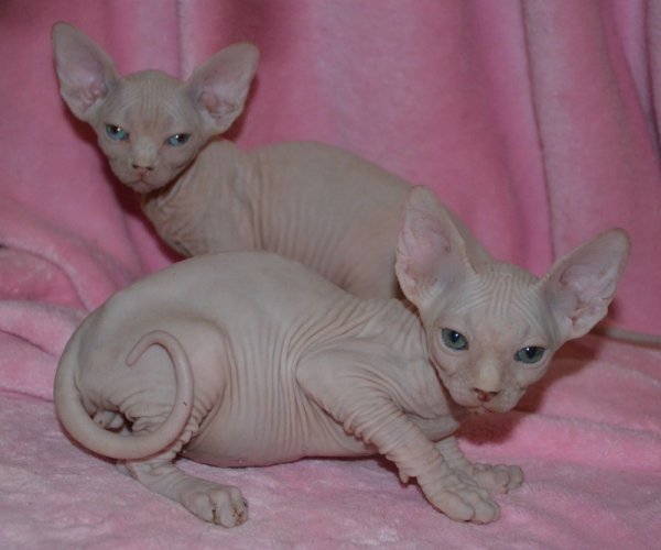 sphynx kitten.JPG