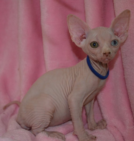 sphynx kitten 3.JPG
