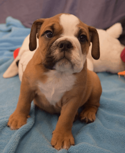 Caring-for-Your-English-Bulldog-Puppy.png Caring-for-Your-English-Bulldog-Puppy.png