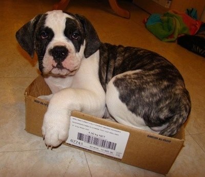 AmericanBulldogMonteCarlo6WeeksPuppyBox1.jpg AmericanBulldogMonteCarlo6WeeksPuppyBox1.jpg