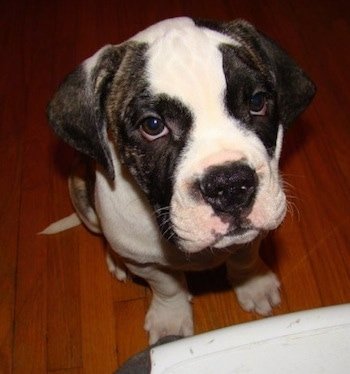 AmericanBulldogMonteCarlo6WeeksPuppy3.jpg AmericanBulldogMonteCarlo6WeeksPuppy3.jpg