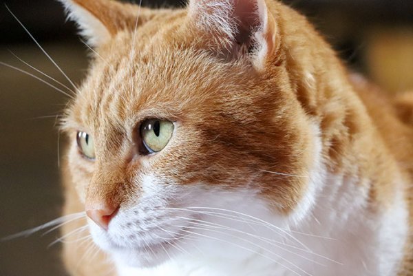 orange-tabby-cat.jpg