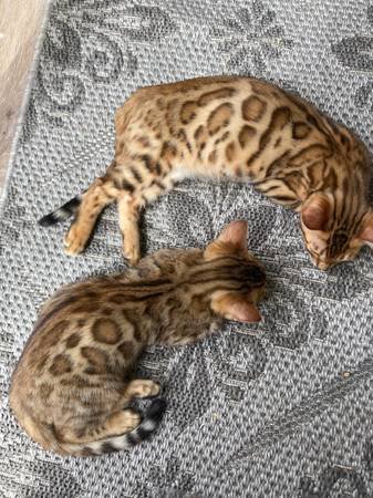 bengal.jpg