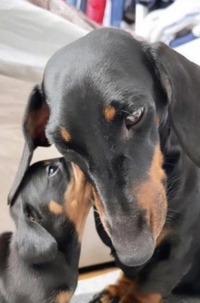 Mum and pup.jpg Mum and pup.jpg