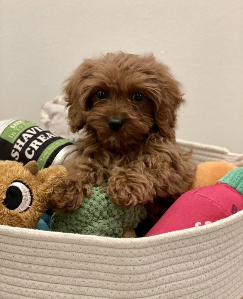 aster cavapoo.jpg aster cavapoo.jpg