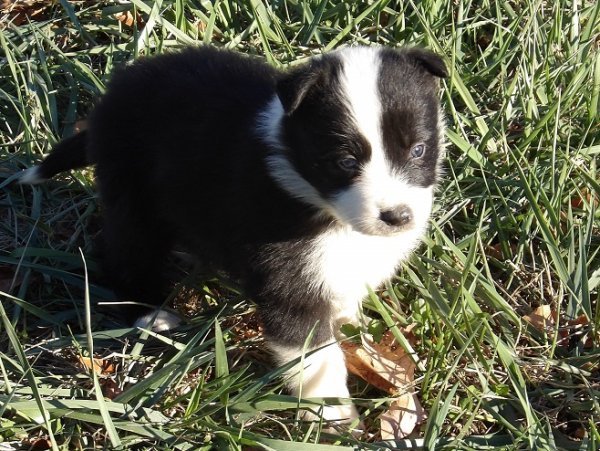Lorrie 4 weeks (1).JPG