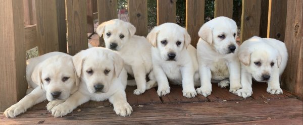 Christmasdogs.jpg Christmasdogs.jpg