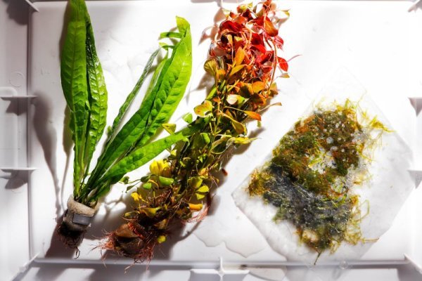 dustins-fishtanks-shipped-plants.jpg
